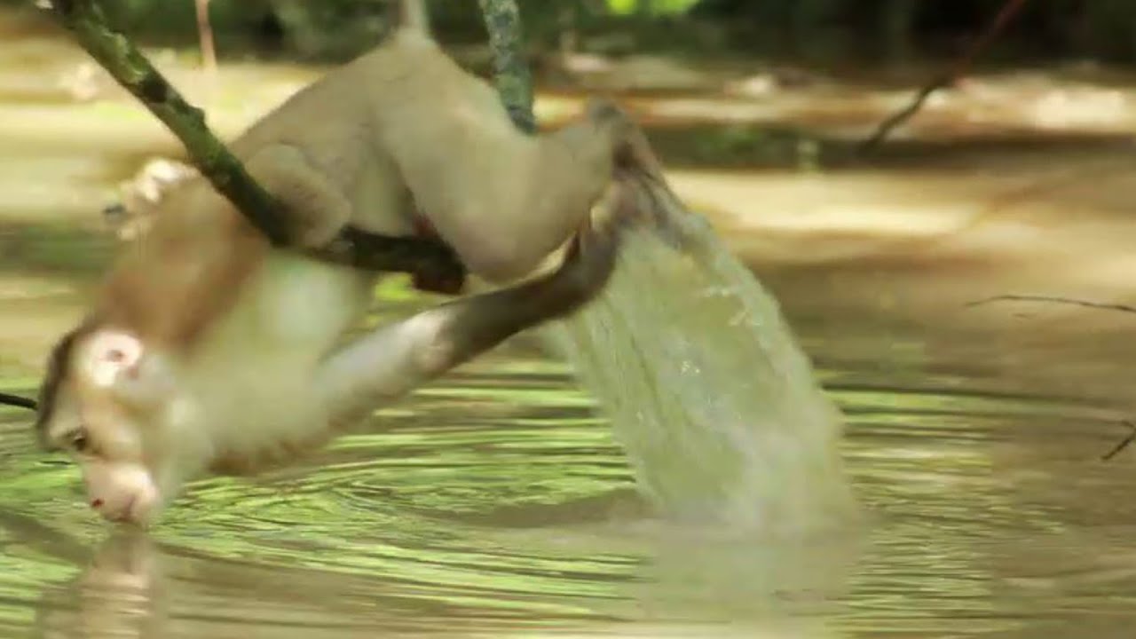 Monkey Akot or Pongo Cling The Tree And Drinking Water  on Sep3,2022/VS.215..Amber Mk