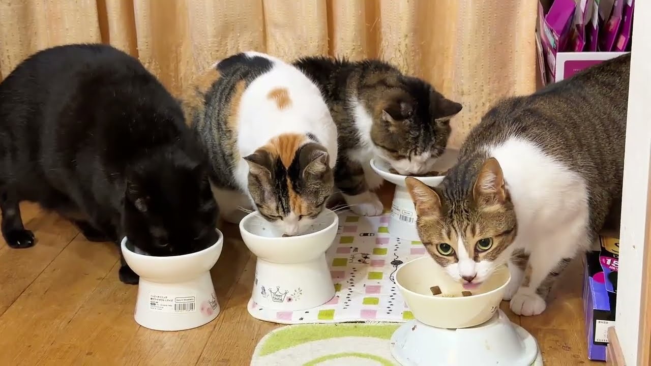 猫達が仲良くご飯をたべていると思ったら 女の戦いが始まりました
