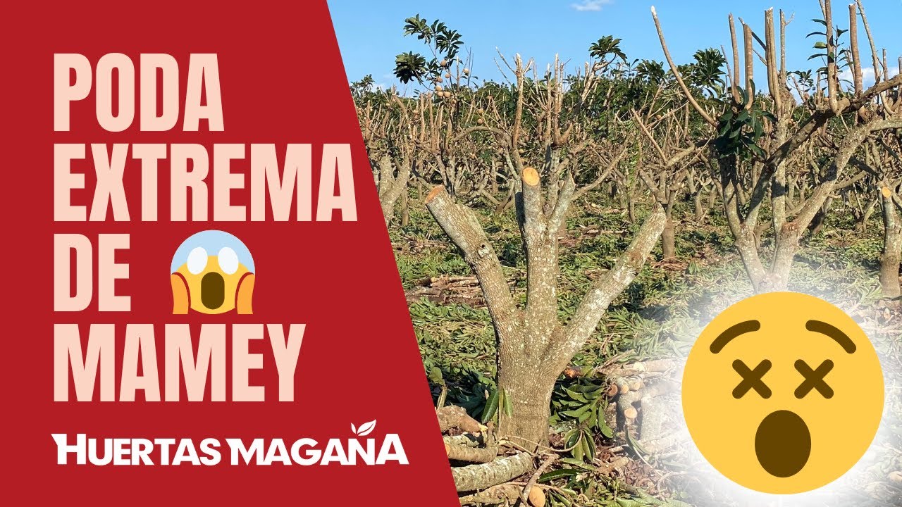 Poda Extrema de Sapote Mamey en @HuertasMagaña