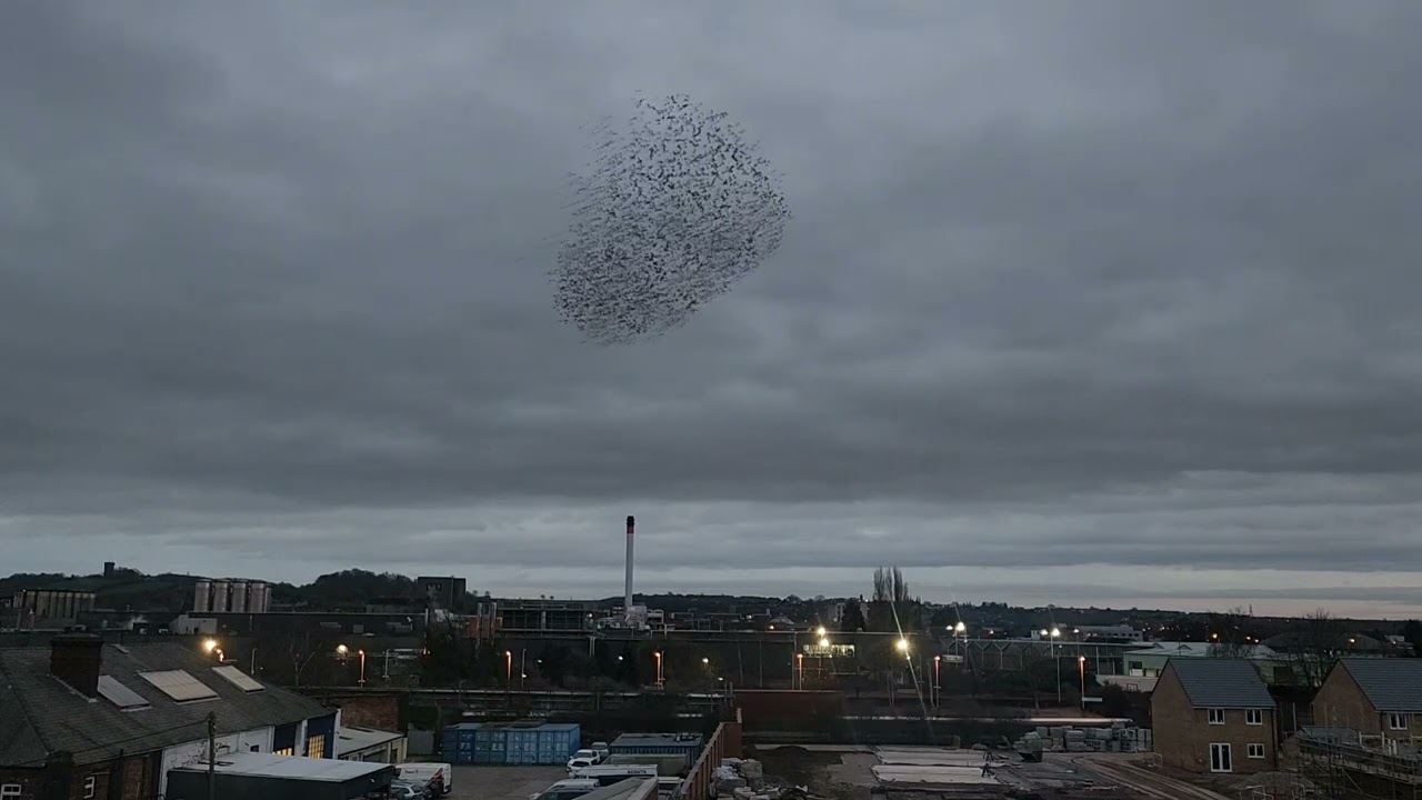Murmuration of Starlings - Burton On Trent - February 10th 2023