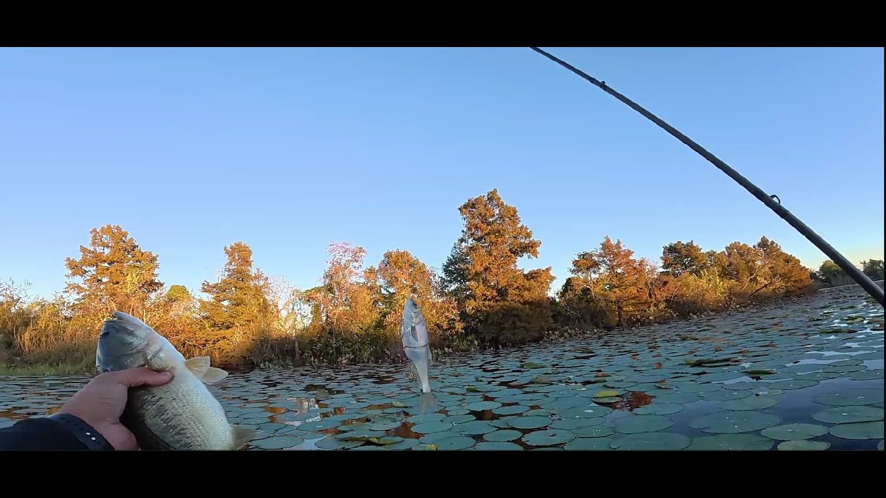 Fishing the Swamp for Donkeys