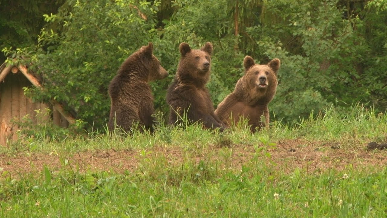 Medveles a Szent Anna-t&oacute;n&aacute;l