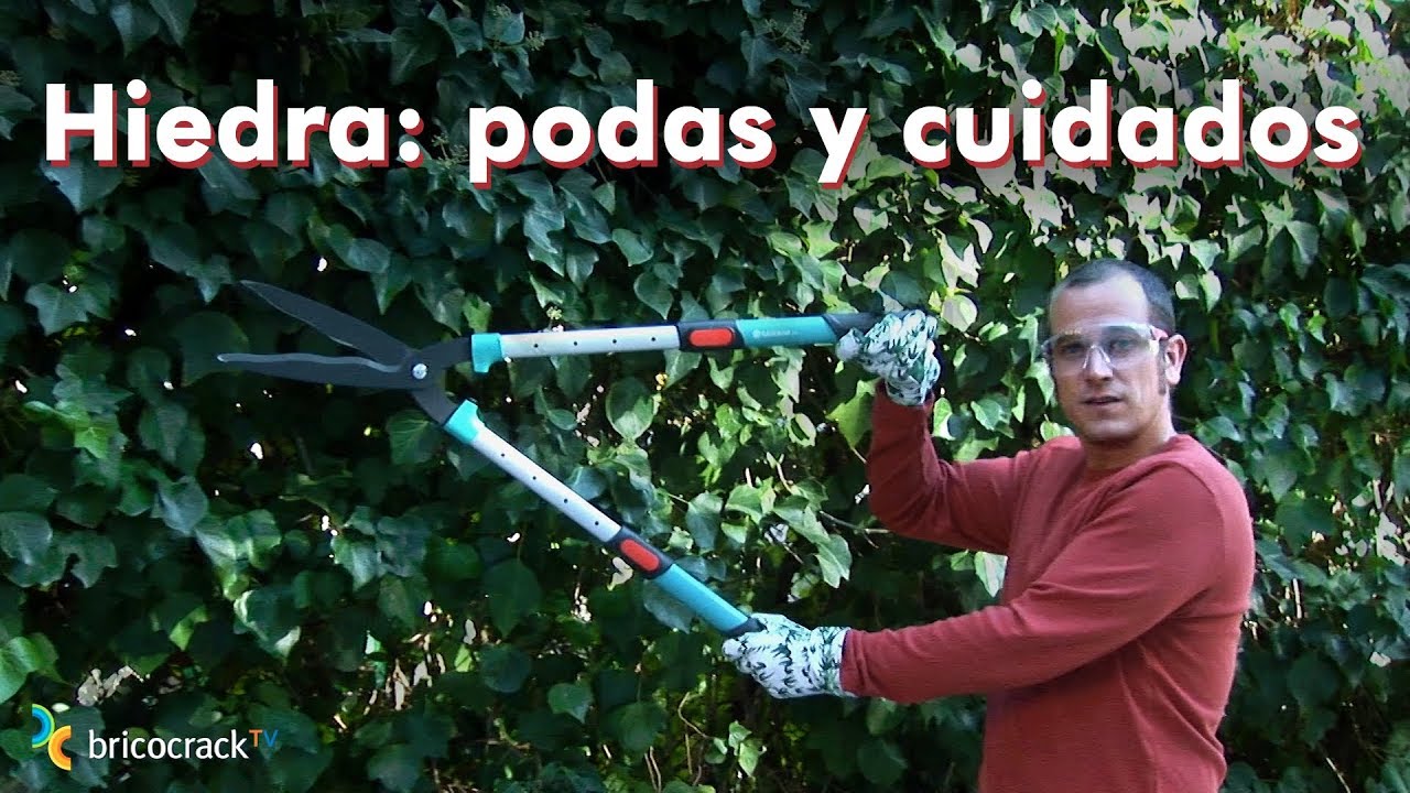Hiedra: poda de mantenimiento y cuidados básicos (Bricocrack)