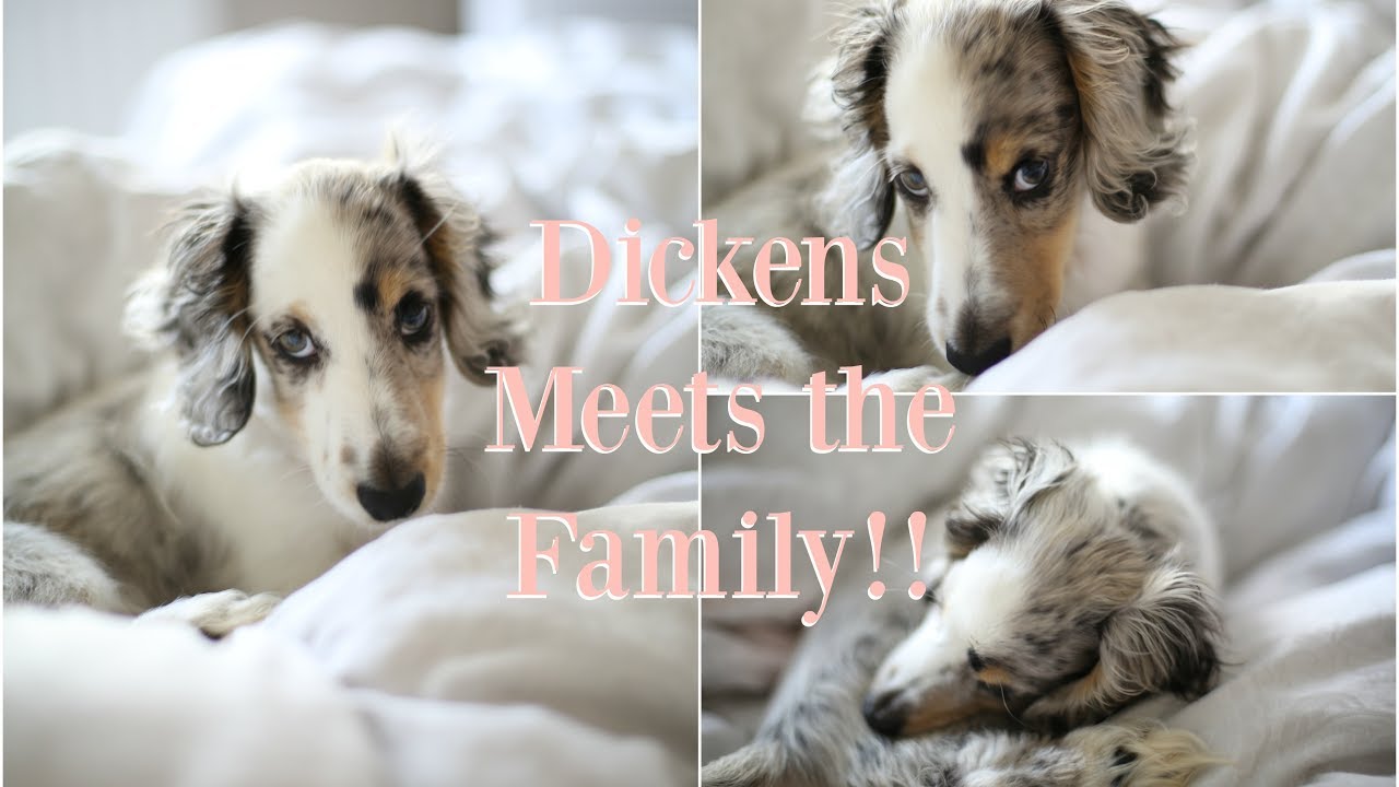 EVERYONE MEETS DICKENS! Introducing Our New Puppy To The Family & To Dexter!!  |   Fashion Mumblr