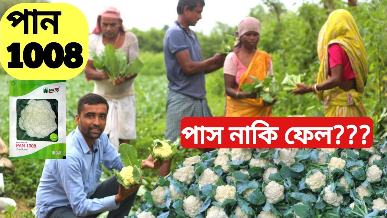 পান ১০০৮ ফুলকপির ফলন, চাষের সুবিধা ও অসুবিধা || অভিজ্ঞ চাষির মুখ থেকে জেনেনিন সকল ব্যবস্থাপনা ||