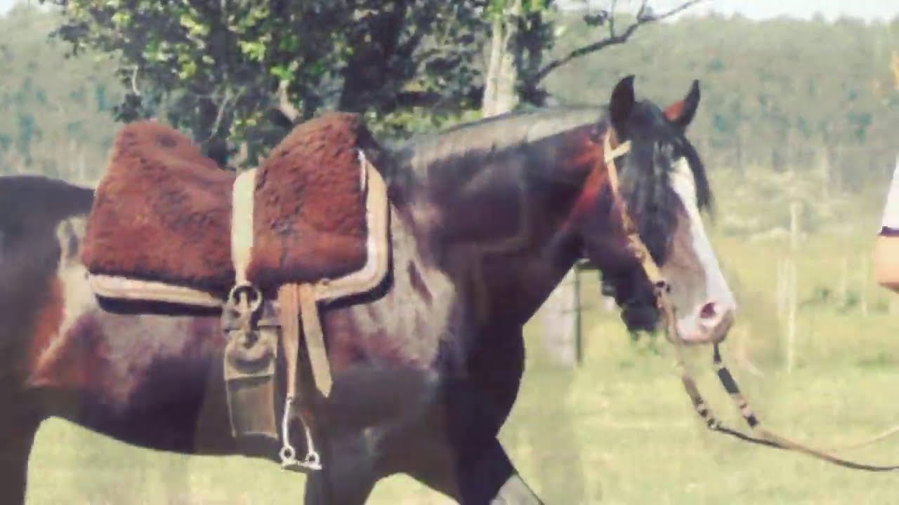 COMO MANTER AS ANDADURAS DO SEU CAVALO BEM DEFINIDAS