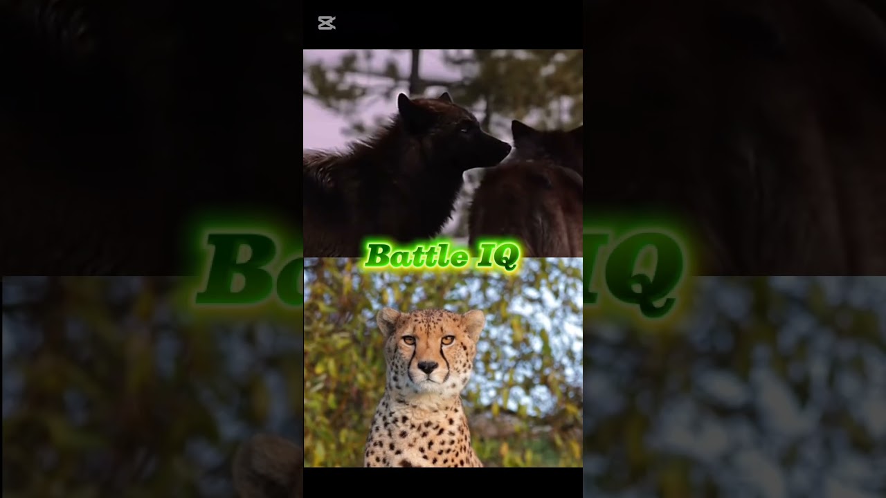 Wolf vs Animals (Mí opinión)