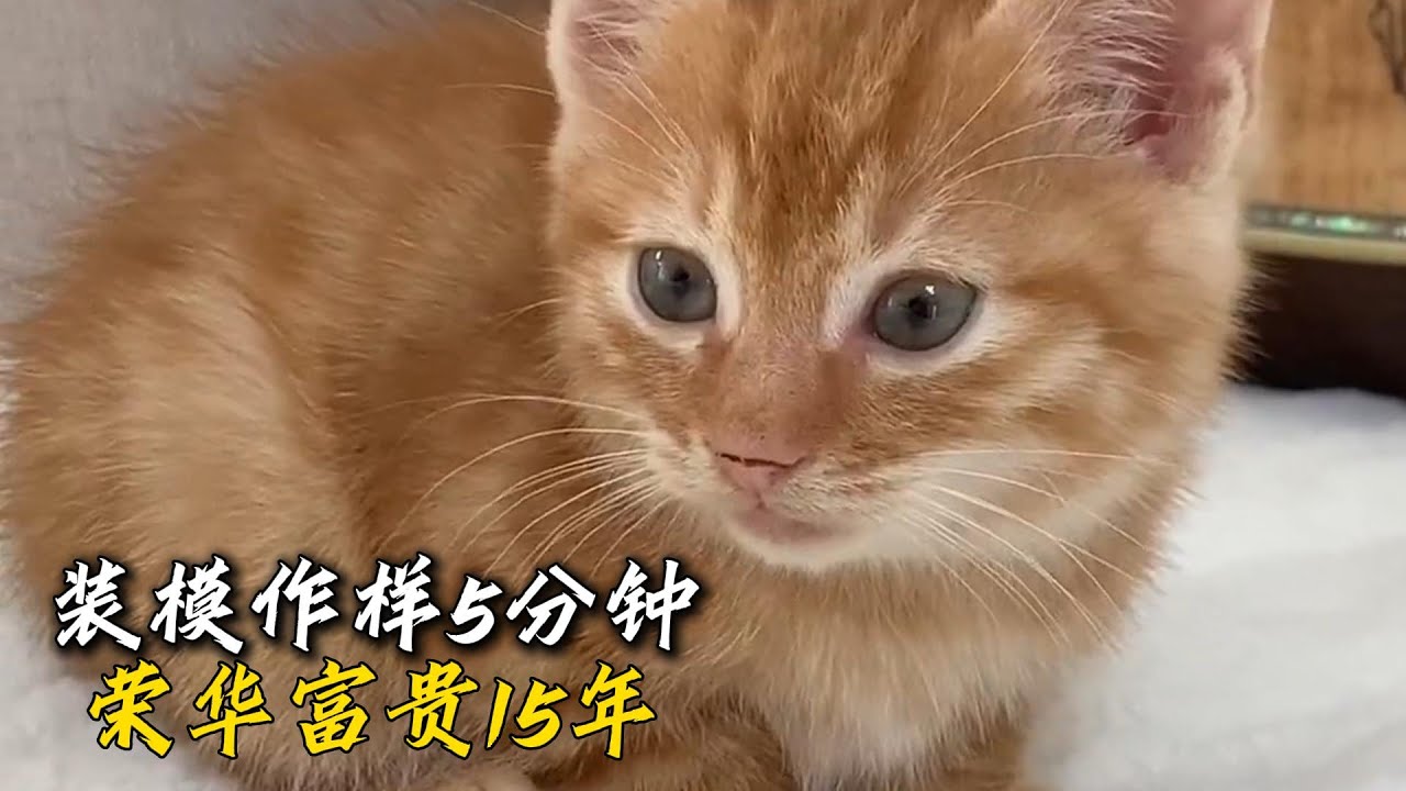 小姐姐收養小貓前後性格差異太大，貓都知道裝模作樣五分鐘，榮華富貴十五年