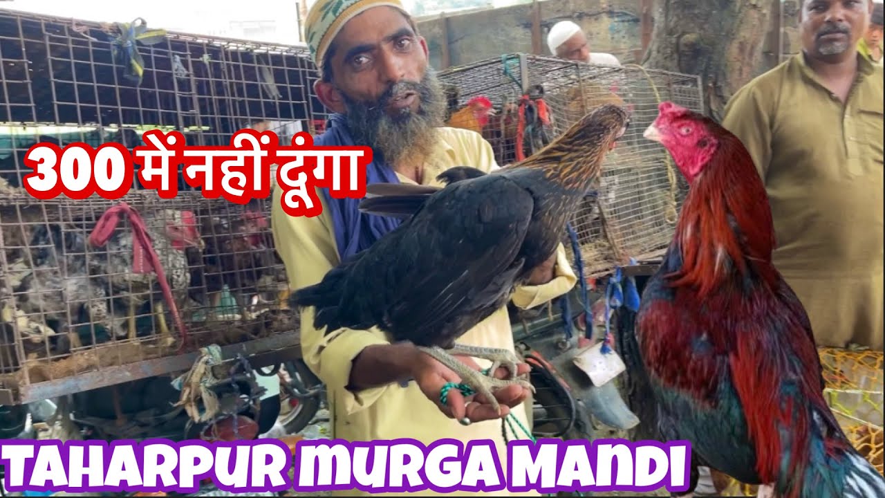 तहरपुर मुर्गा मंडी मुरादाबाद || 17 September 2024