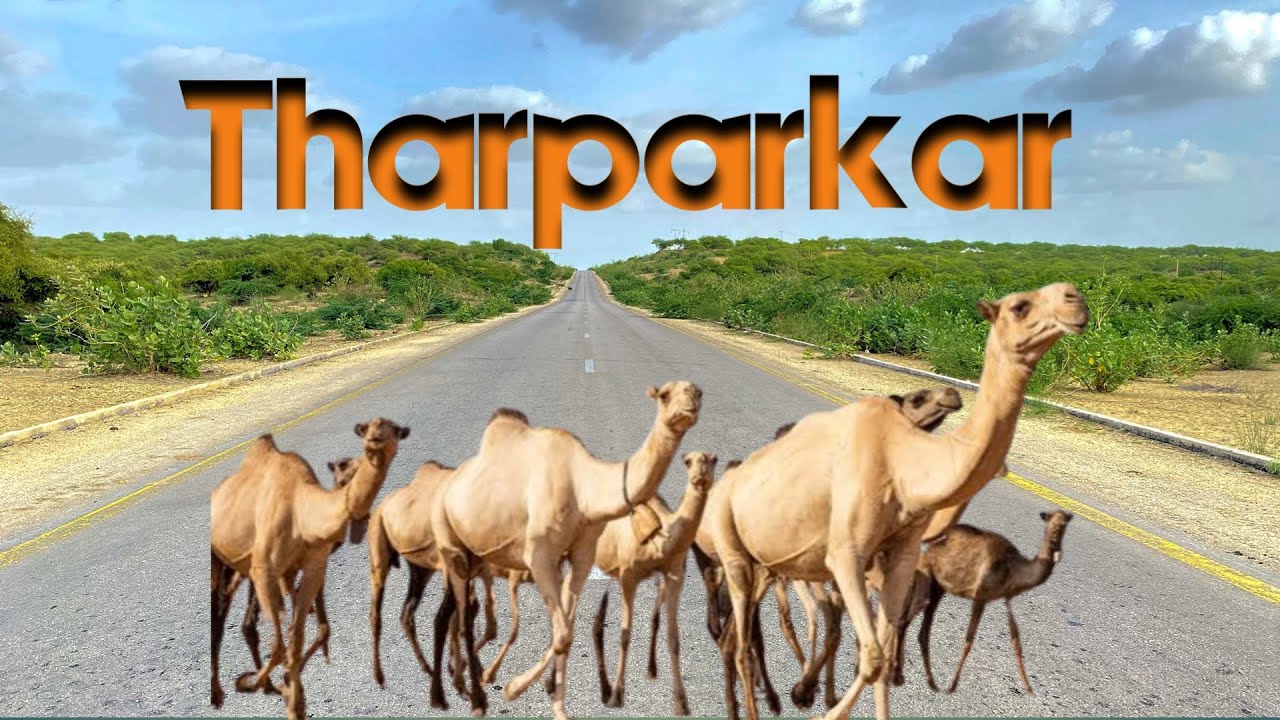 Tharparkar Pakistan | Desert Life, Culture & Beauty of Sindh