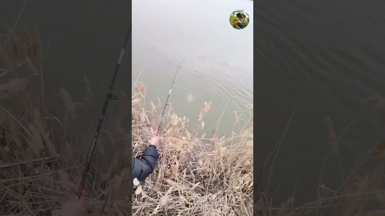 Февраль. Балиқ ови дарёдан 5кг сазан ови #баликови #fishing #telegram #рыбалка 