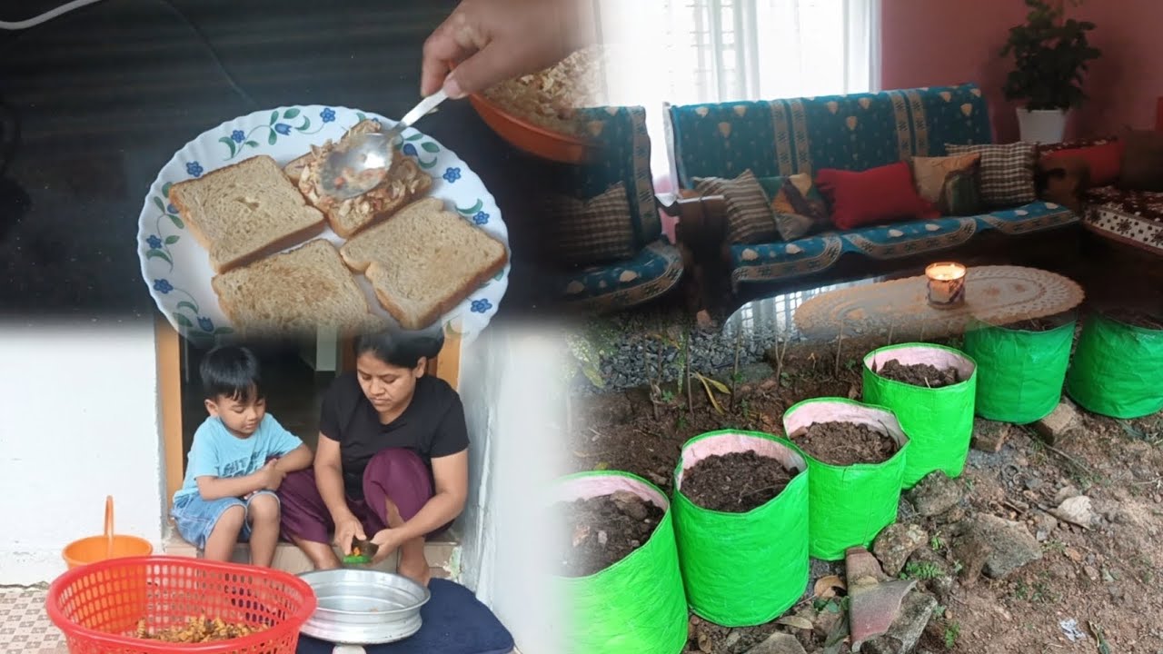 Productive day||cleaning & gardening||home garden||tiewvlogs 