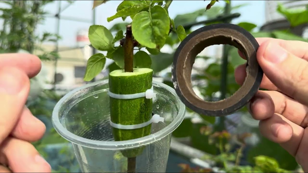 Best Way To Grow Rose Tree From Rose At Home - 100% Work