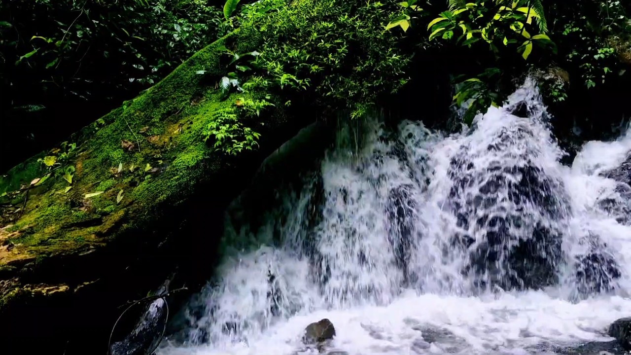 Tranquil River Ambience  Peaceful ASMR Water Without Birds