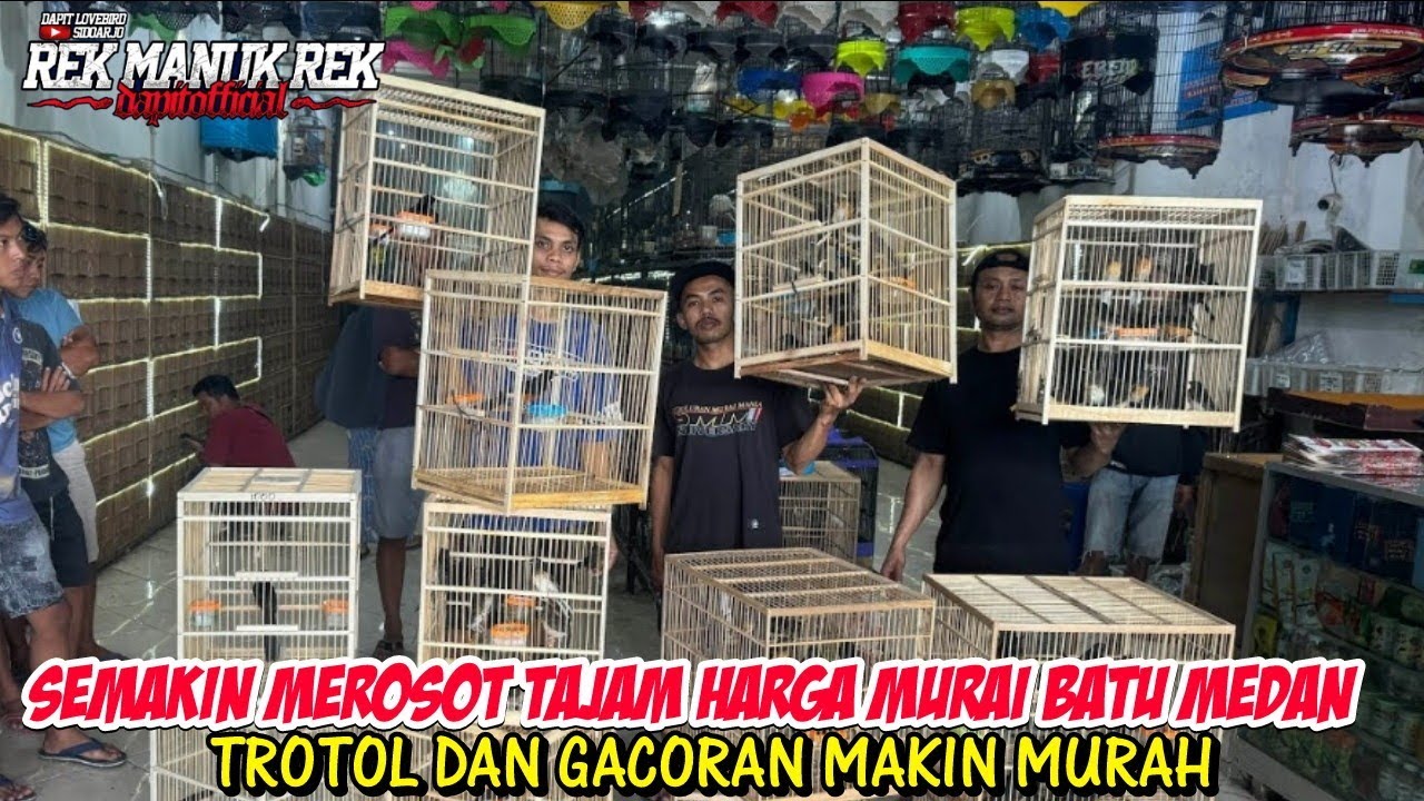 VIRAL !!! SEMAKIN MEROSOT TAJAM HARGA MURAI BATU MEDAN - TROTOL DAN GACORAN MAKIN MURAH
