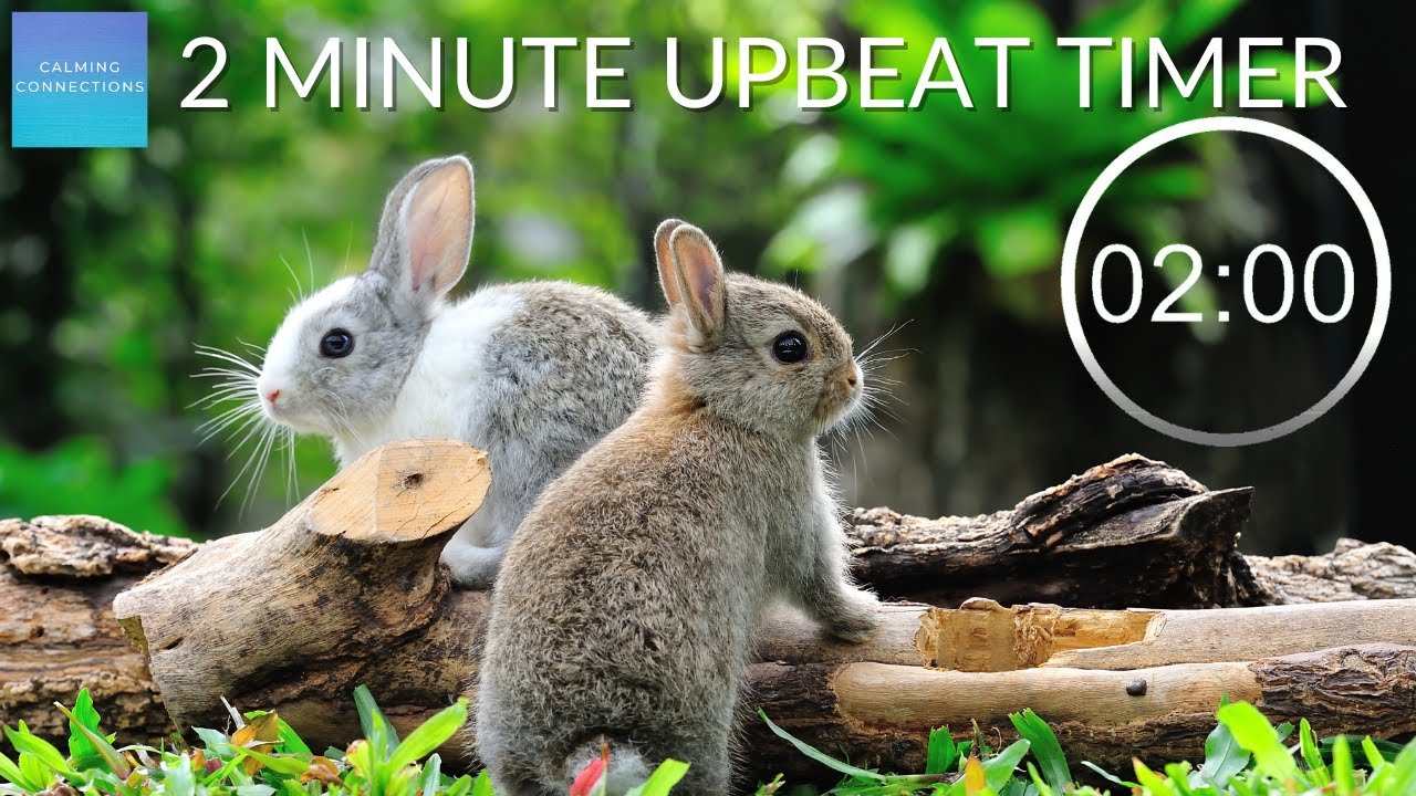 2 Minute Countdown Timer With Upbeat Music - ⏲ Rabbits 🐇 - Pack up time music, 2 minute rabbit timer
