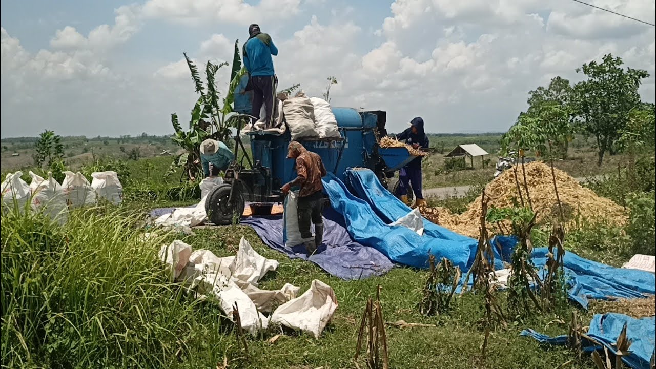 JAGUNG KULITAN LENYAP DALAM SEKEJAP🚜Selep Jagung Dos Rayap Jumbo RIZKIJOYO Dekat Waduk Karangnongko 