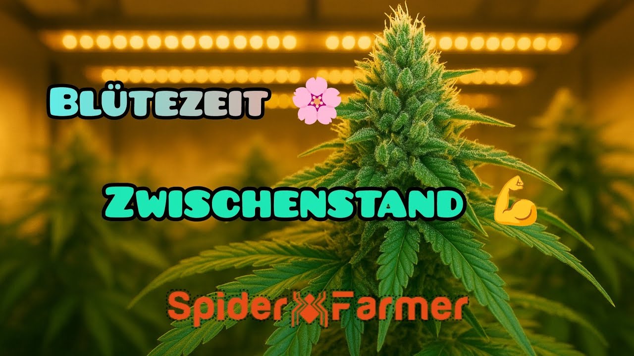Spider Farmer SF2000: Meine Pflanzen in der Bl&uuml;tephase!&ldquo;