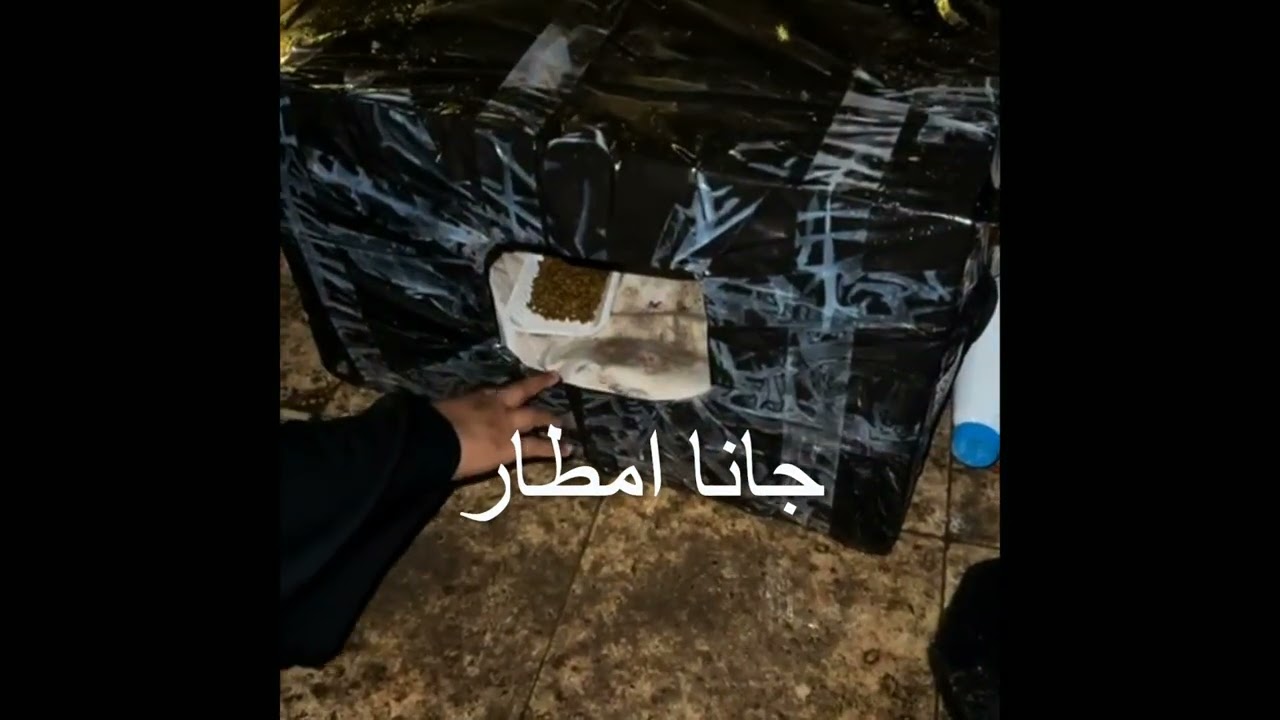 سويت بيوت لقطط عند بيتي ذبحهم المطر والبرد