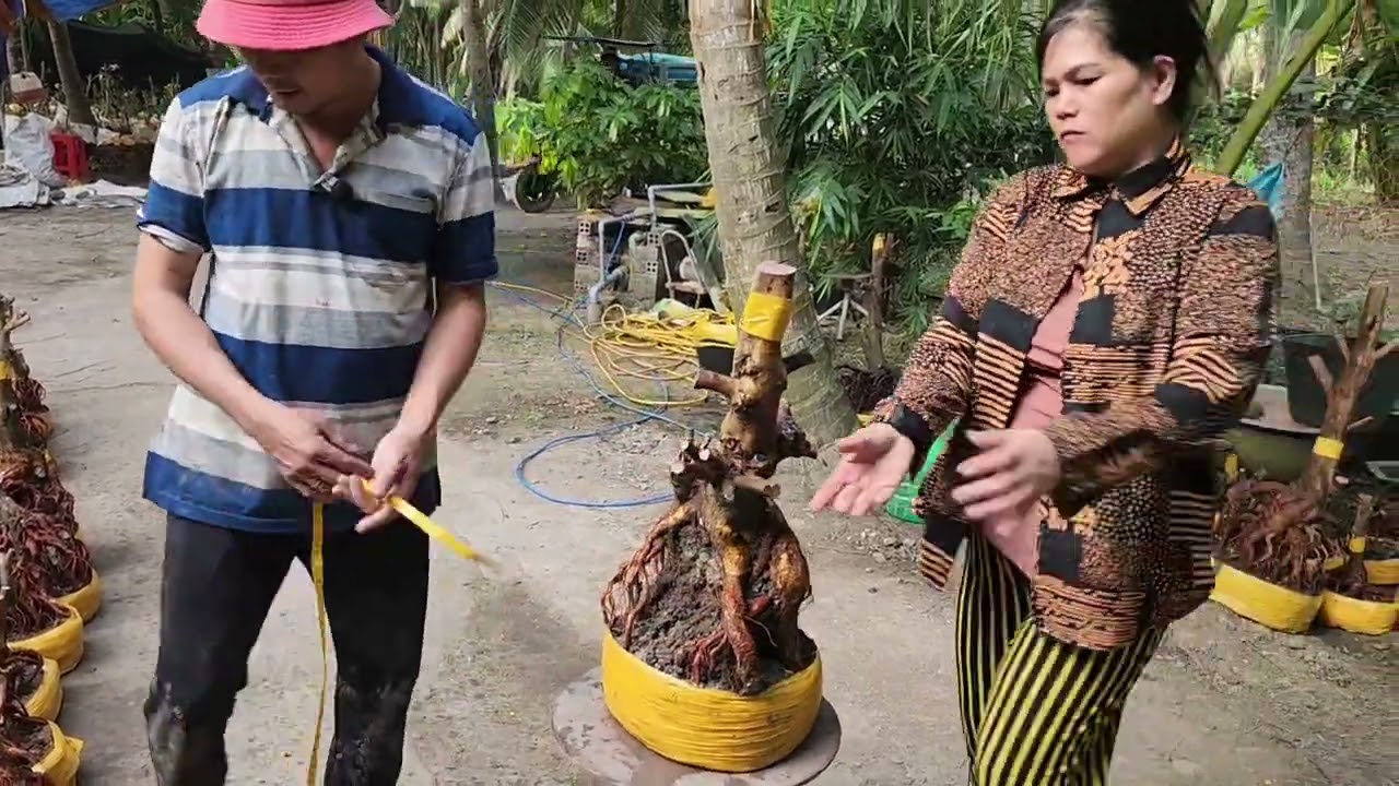 Mùng 9 Tết a Nên  0918818355 v 0328438848 mai phôi bonsai đẹp giá rẻ