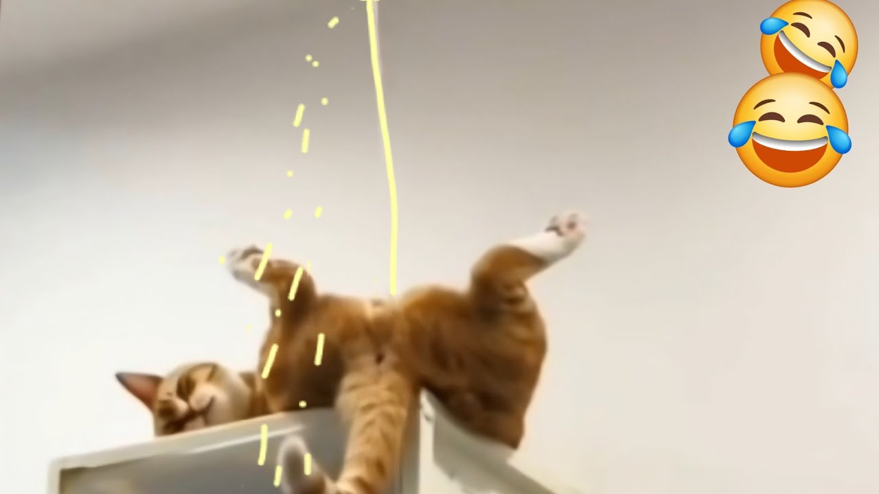 Funny  cats and dogs . Try not to laugh  #2026 