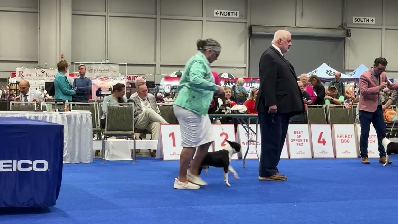 2025–12-09 Boston Terrier BOB Judging Day 1 Space Coast Kennel Club, Orlando Cluster Orlando FL