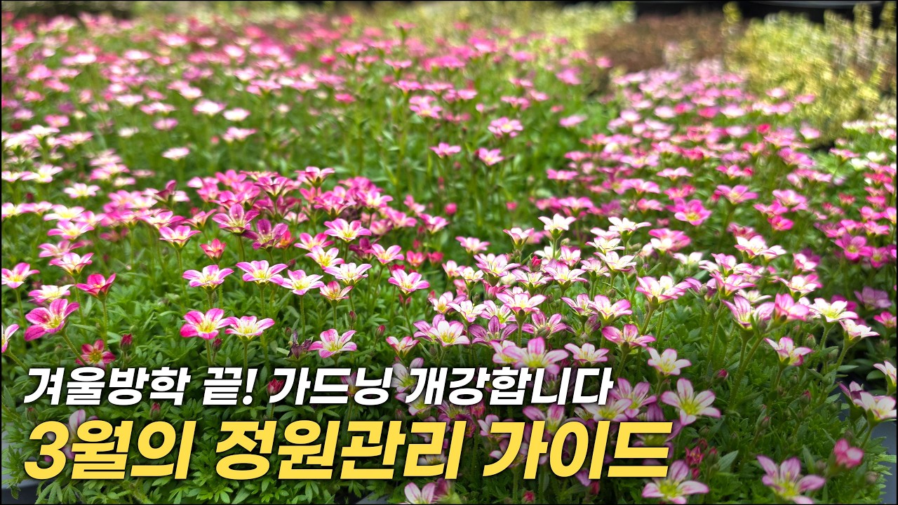 날씨가 따뜻하네요, 이제 가드닝 시작해야죠? 3월 정원 관리 가이드