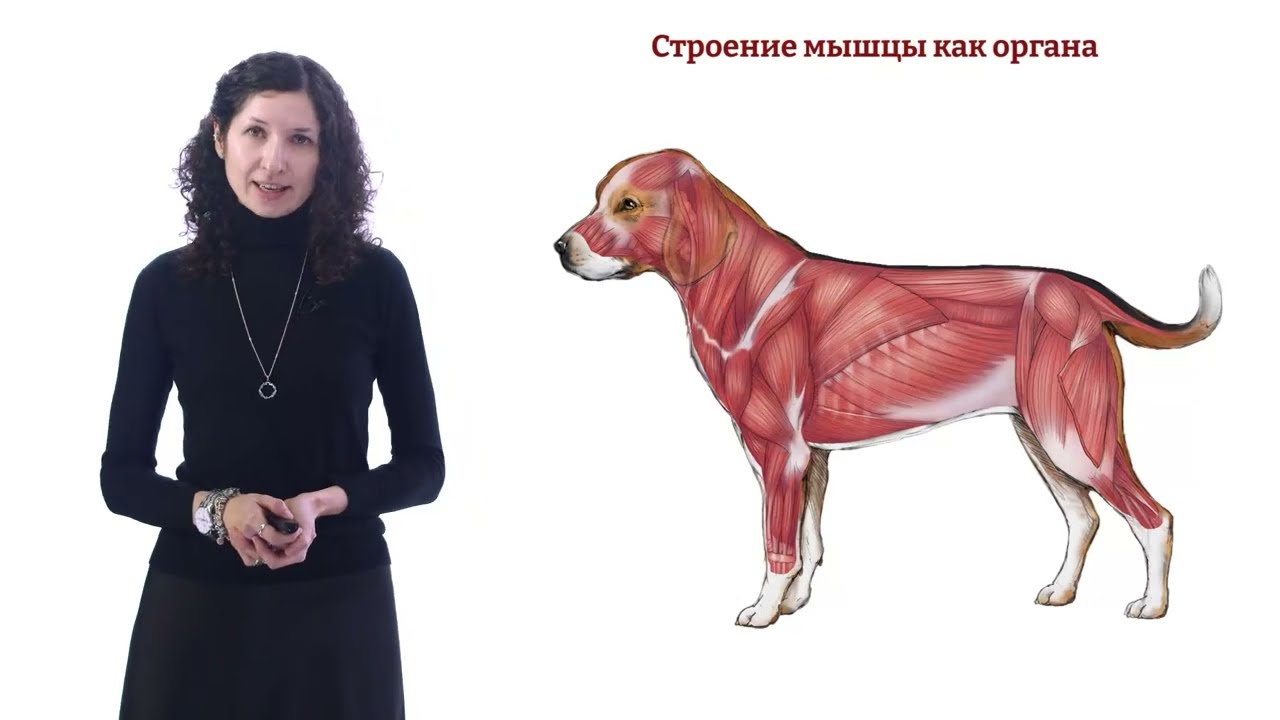Строение мышцы как органа