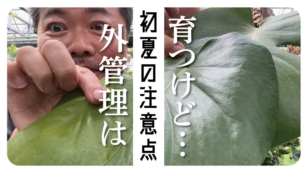 大丈夫‼️外に観葉植物を出した時の注意点を解説