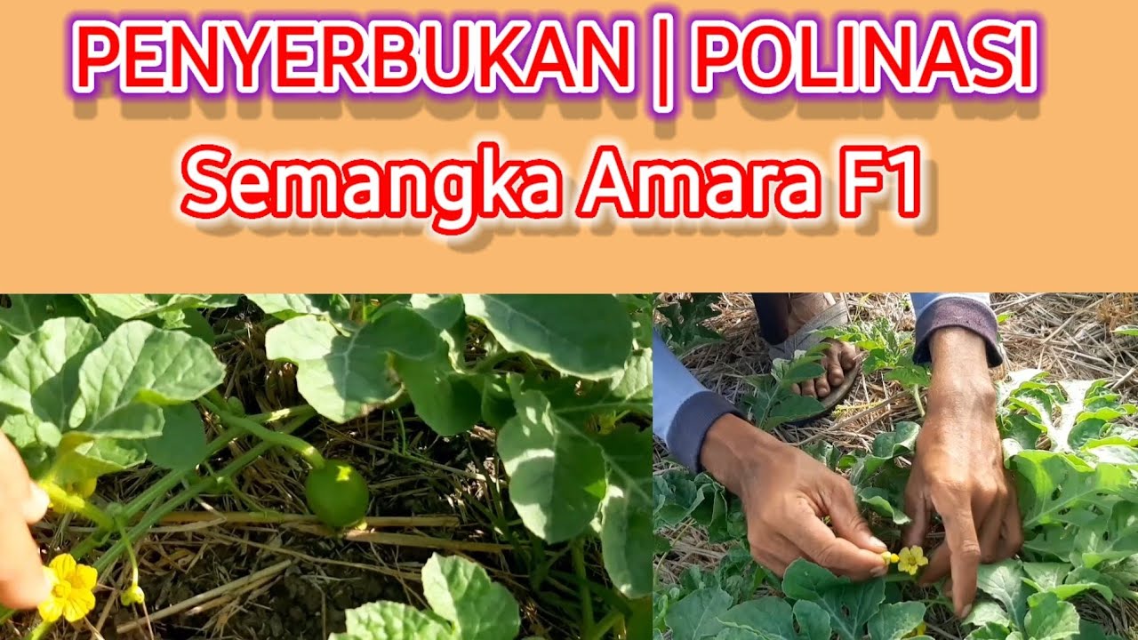 Penyerbukan | Polinasi Semangka Amara F1 | Semangka Non Biji