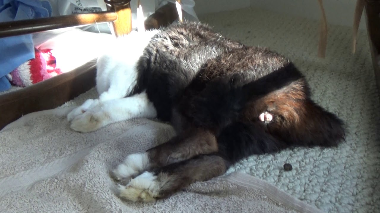 Sleeping rabbit dreaming about pooping