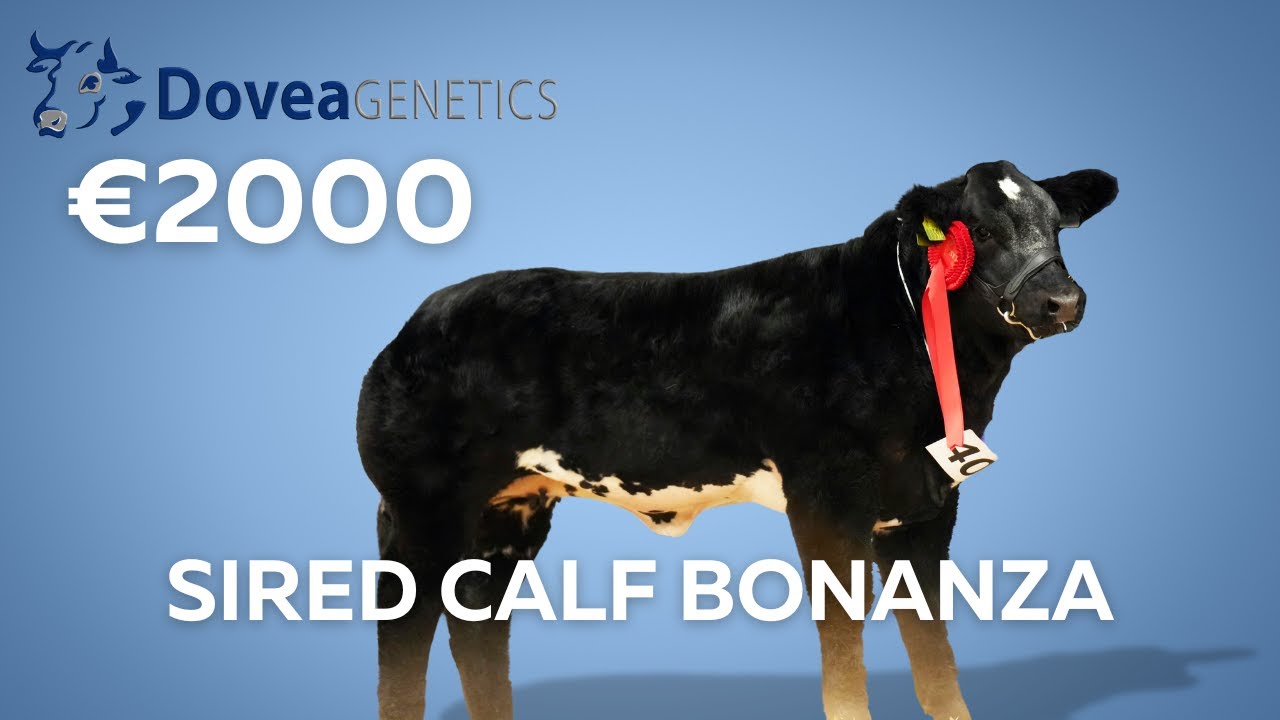 €2000 Dovea Genetics Sired Calf Bonanza - Highlights