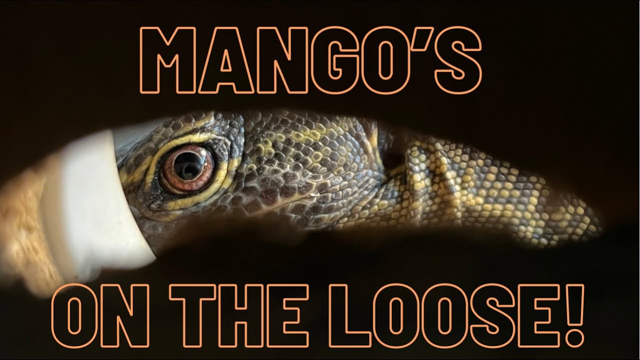 Feeding My Mangrove Monitor, GONE WRONG!!
