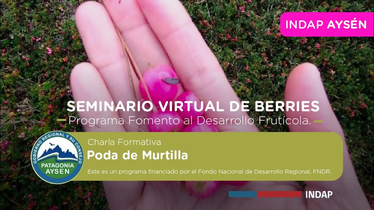 Poda de Murtilla - Seminario Virtual Berries
