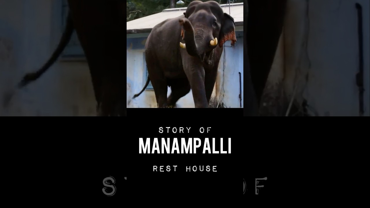 15/30 Manmpalli forest rest house stay | Anamalai tiger reserve #clickatale #wildlife