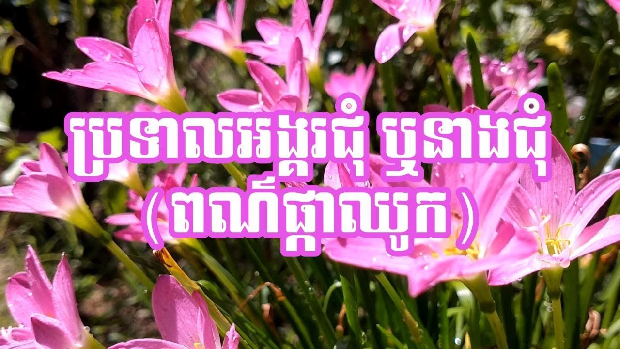 ប្រទាលអង្គរជុំ ឬនាងជុំ - Zephyranthes Rosea