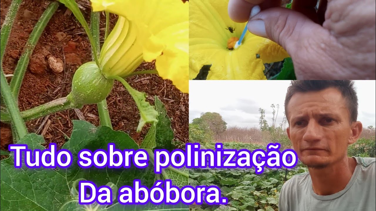 O que é polinização da abóbora? #Raimundoeasnovidadesdodiadia.
