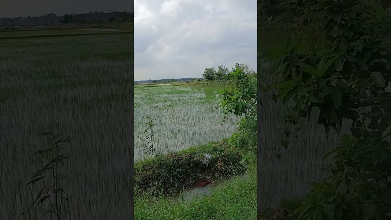 Lúa họ xanh rồi