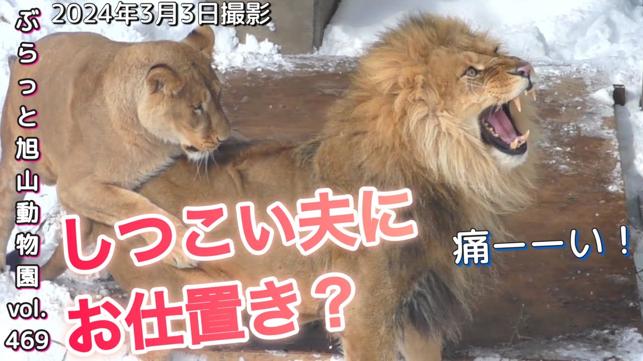 《旭山動物園ライオン&トラ》オリトファミリー。イオママを守れ！子ども達がオリトパパから守る。ザリア喝！vol469/Children protecting mom from lion dad