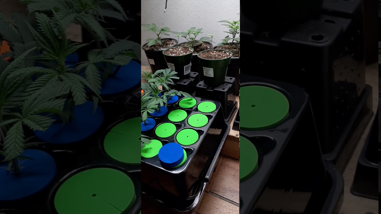Clone 2 Stoned series #wegrowbetter