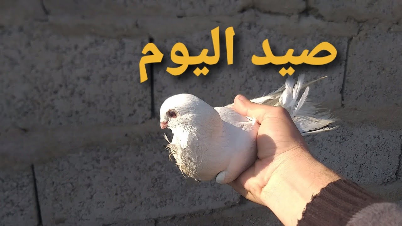 طيرت الزواجل اوصورت الخانات 💗 مع صيد ارفلي 👍