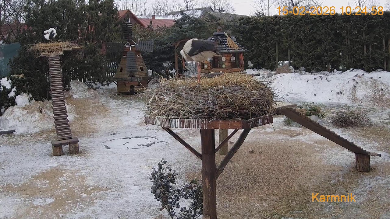 Gniazdo Bocianie pod Sokółką - na żywo.