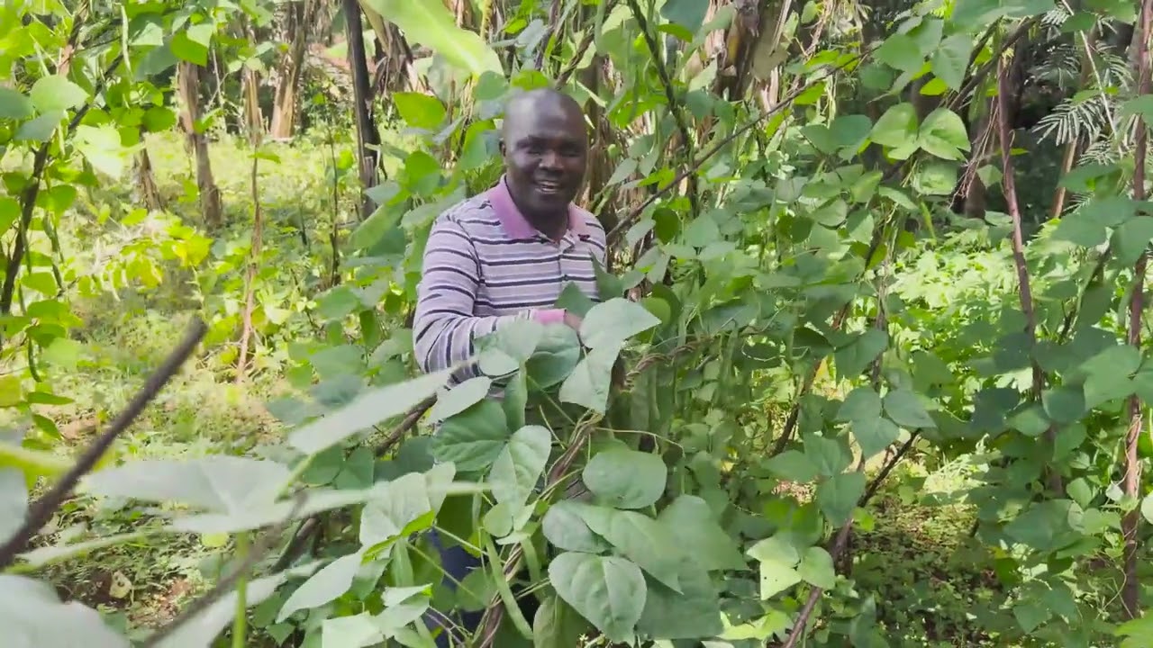 Cazi : Comment l'agroforesterie a changé la vie  d'un agriculteur.