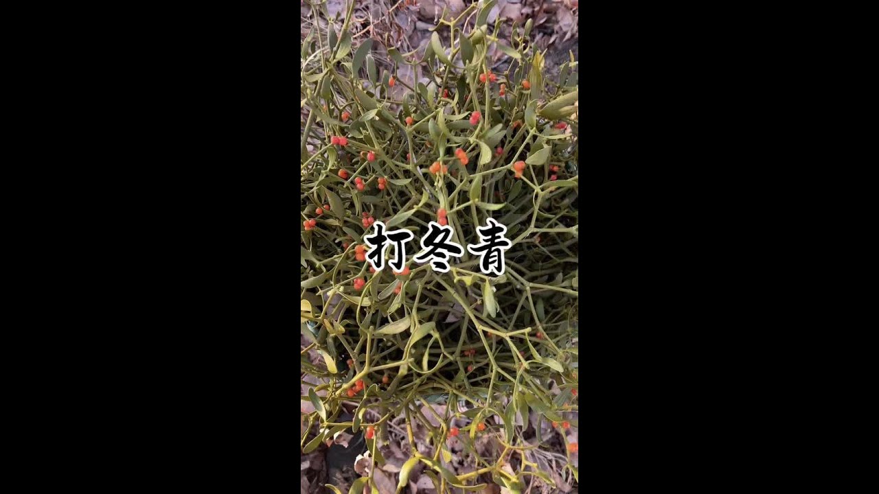 都问我冬青是不是吃的，其实他是药材，今天上山又打了好多，收获满满。#我的乡村生活 #新农人计划2025 #大自然的馈赠 #东北猫冬生活 #冬青