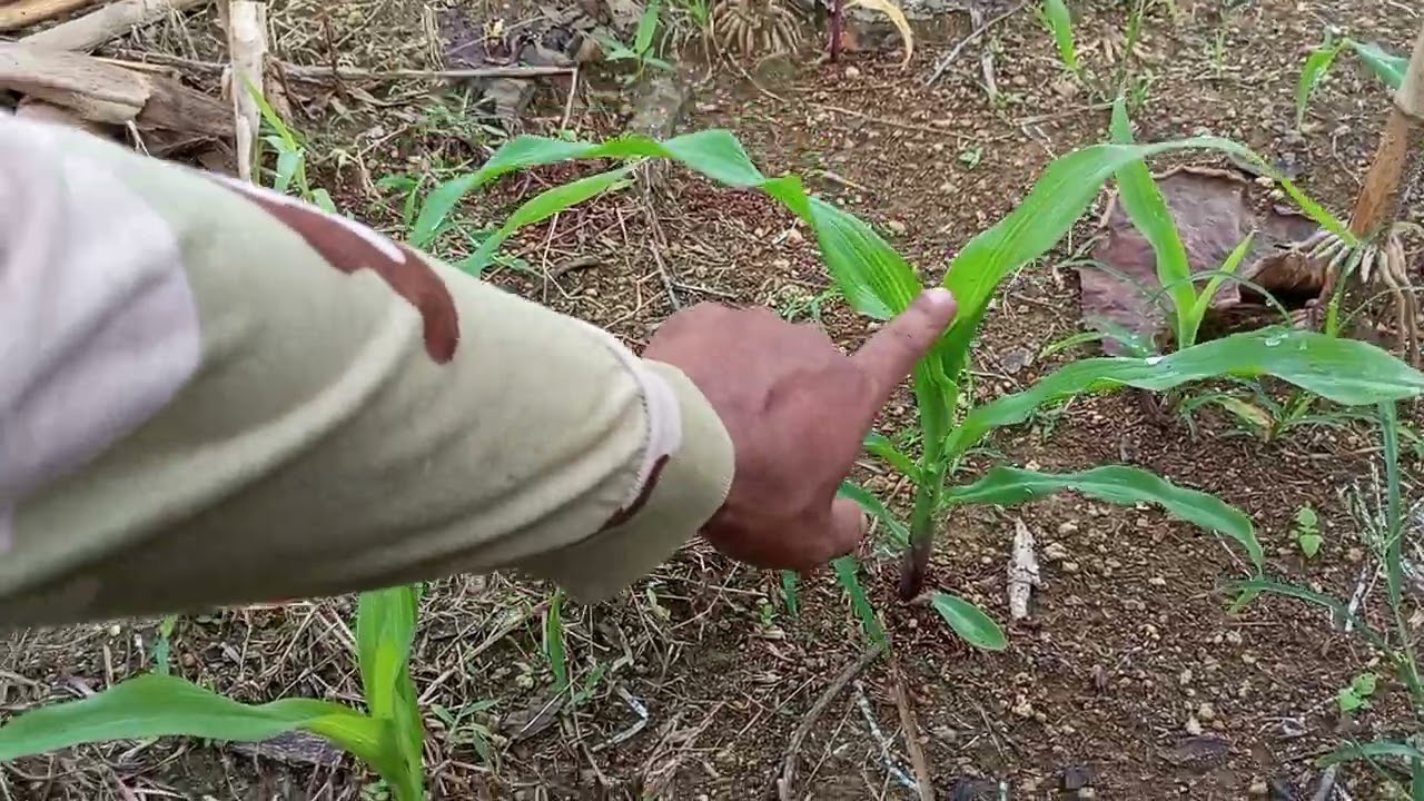 Pemupukan pertama tanaman jagung umur 20 hst