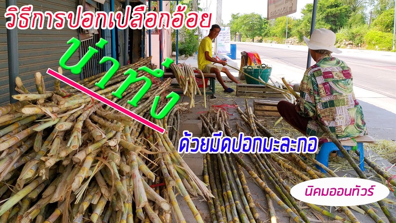 วิธีการปอกเปลือกอ้อยด้วยมีดปอกมะละกอ