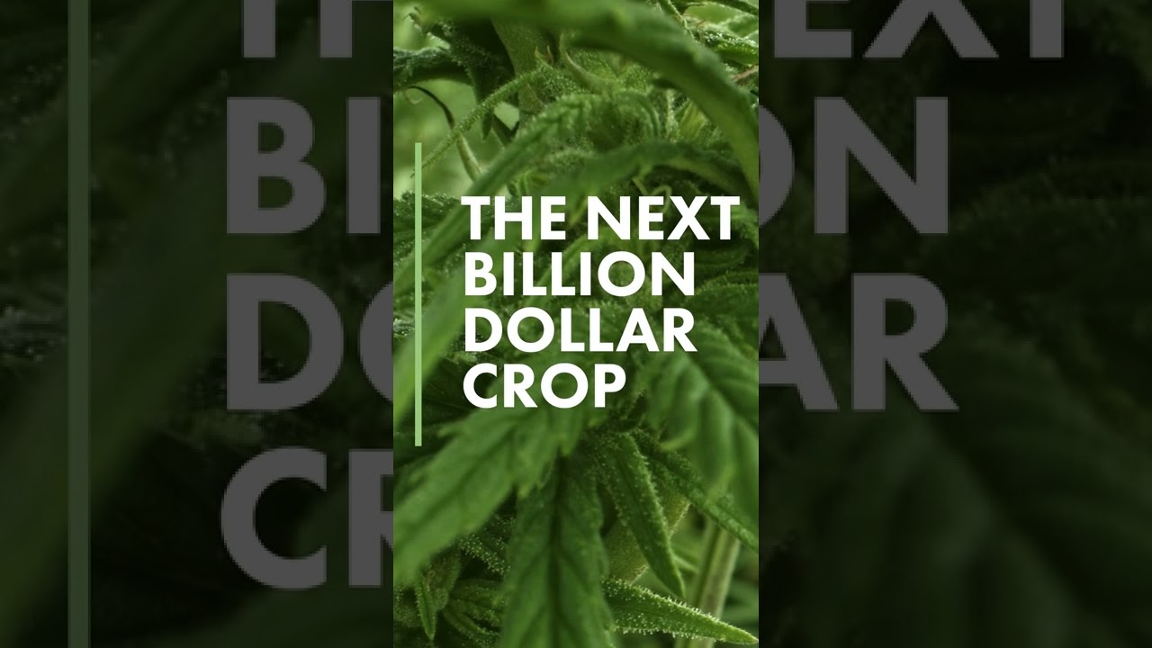 Hemp, the next billion dollar crop.