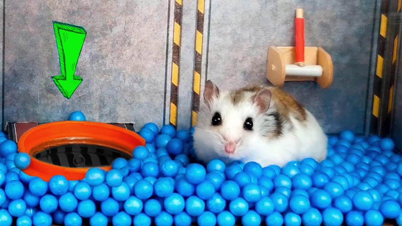 Amazing hamster adventure in Star Wars