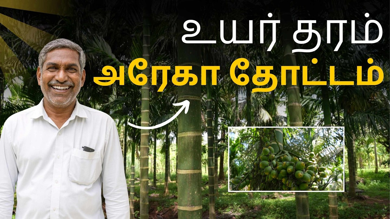 7 ஆண்டுகள் விளைச்சல் இல்லை |இப்போது 400 அரைக்கநட் மரங்களில் புதிய உயிர்! |50% மஞ்சள் ➜ பச்சை புரட்சி