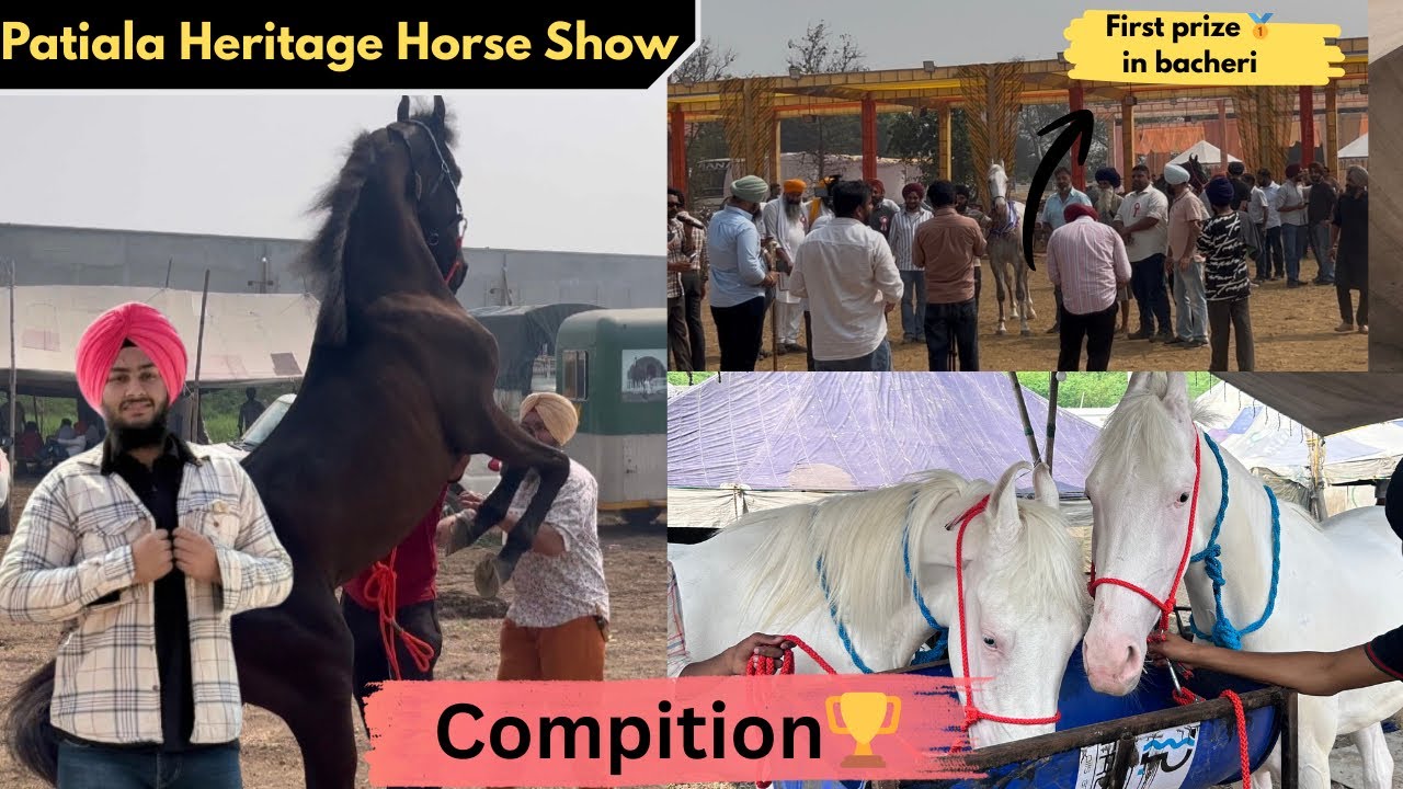 Patiala Horse heritage show 🐎| different breed competition 🏆